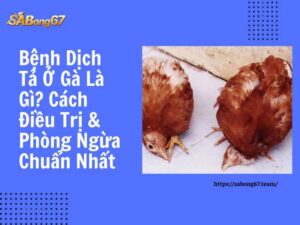 Cách điều trị bệnh dịch tả ở gà