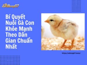 Bí quyết nuôi gà con khỏe mạnh theo dân gian