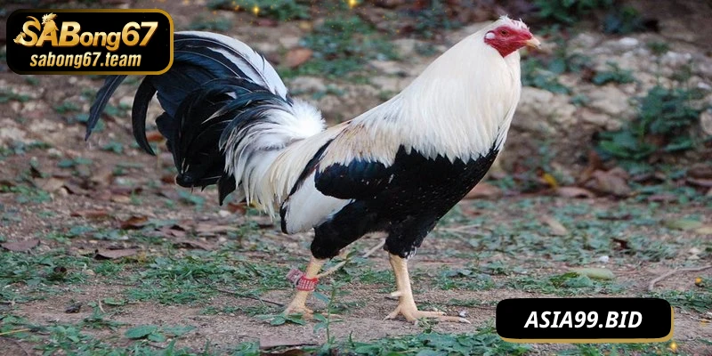 Huấn luyện thể lực cách tăng cường sức mạnh cho chọi kê