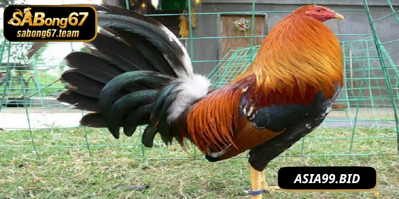 Lưu ý nhất ở chế độ tập luyện cho chiến kê